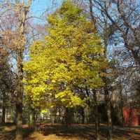 Осень в майкопском парке Autumn in Maykops park, Майкоп