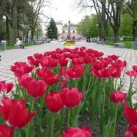 Flowers, Новороссийск