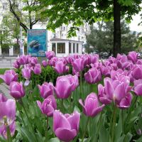 Flowers / Цветы, Новороссийск