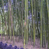 Дендрарий, бамбуковый лес, Сочи
