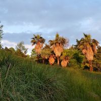 Пальмы. Palm trees., Сочи