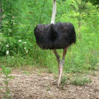 Ostrich / Страус, Тульский
