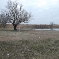 Kuban river and a lonely tree, Усть-Лабинск