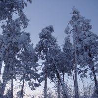 Winter Siberian forest, Кежма