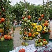 День помидора 2008 год (Day of tomatoes in 2008), Минусинск