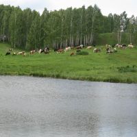 Cows on the lake coast, Партизанское