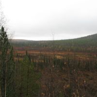 Среднесибирское плоскогорье, гари после пожаров, Северо-Енисейский