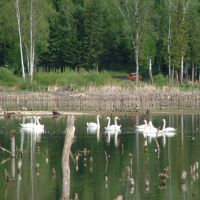 Лебеди на озере Раухова Мельница, Шалинское