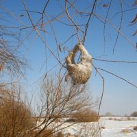 Гнездо (nest), Глядянское