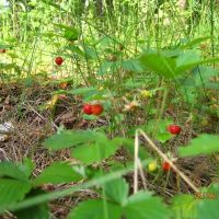 Земляника в лесу (strawberries in the woods), Глядянское