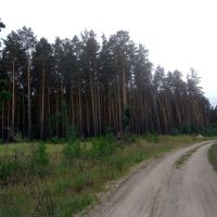 дорожка у леса, Кетово