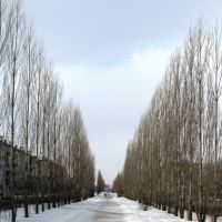 Аллея деревьев на ул.Свердлова, Шадринск