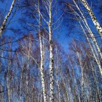 In winter birch wood, Тим
