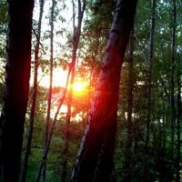 Sunset in birch wood Закат в берёзовом лесу, Тим