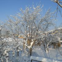 зимнее дерево//winter tree, Куженер