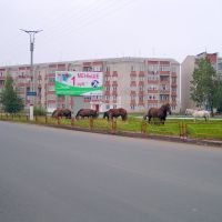 кони на газоне, Краснослободск