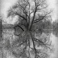 Tree on the Protva river, Протвино