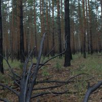 Лес через год после пожара., Бакшеево