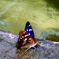 Бабочка у воды (Butterfly near water), Балашиха