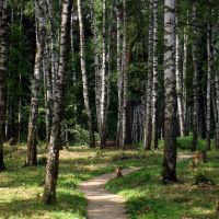 Березки в парке (The birches in the park), Балашиха