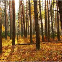 Осенний лес, Белоомут