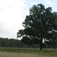 Одинокий дуб в поле, Белые Столбы