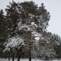 The winter forest  Зимний лес, Вербилки