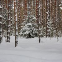 Pine forest  Сосновый лес, Вербилки