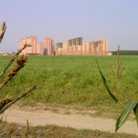 Вид с кукурузного поля на шестой микрорайон г. Видное, Видное