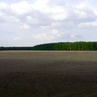 The field, Видное