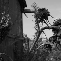 Dead Sunflower, Видное