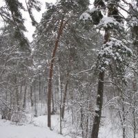 Winter forest 2, Звенигород