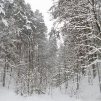 Winter forest 3, Звенигород