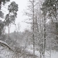 Winter forest 5, Звенигород