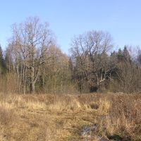 Лес около Щепкина болота, Зеленоград