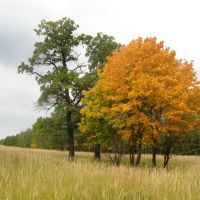 Оранжевая осень (The orange autumn), Икша