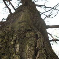 Старое дерево (Old tree), Икша