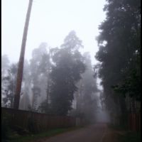 Ленинская в тумане / Leninskaya in the fog, Ильинский