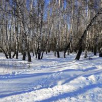 Лес у ж/д платформы "Весенняя". Начало марта 2011 г., Климовск