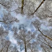 birch in the clouds, Клин