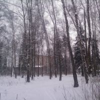 Зимний лес, Кокошкино