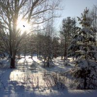 Зима в Сосновой роще, Колюбакино