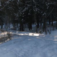 Winter forest, Колюбакино