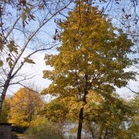 Yellow Trees, Красково