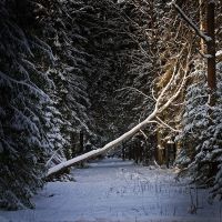 Sunshine in the winter forest, Лобня
