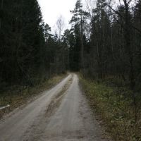 Дорога через лес (Лычево-Барково)_2, Михайловское