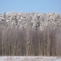 Зимние леса, Михайловское