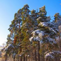 Winter Fairy Tale, Ногинск