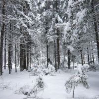 Winter trees, Опалиха