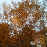 Осень в лесу, Пироговский